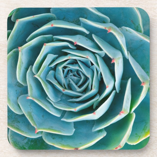 Echeveria-Rosette, Geheimgarten von Marrakesch Getränkeuntersetzer (Vorderseite)