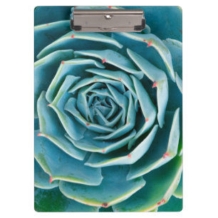 Echeveria-Rosette, Geheimgarten von Marrakesch Klemmbrett