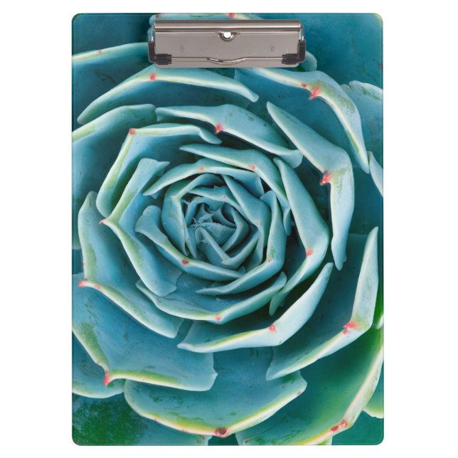 Echeveria-Rosette, Geheimgarten von Marrakesch Klemmbrett (Vorderseite)