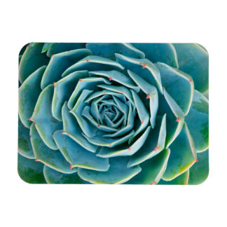 Echeveria-Rosette, Geheimgarten von Marrakesch Magnet