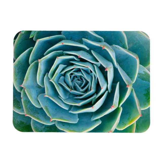 Echeveria-Rosette, Geheimgarten von Marrakesch Magnet (Horizontal)