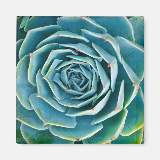 Echeveria-Rosette, Geheimgarten von Marrakesch Magnet (Vorne)