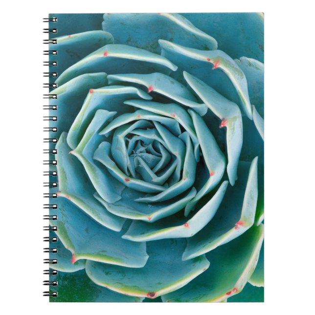 Echeveria-Rosette, Geheimgarten von Marrakesch Notizblock (Vorderseite)