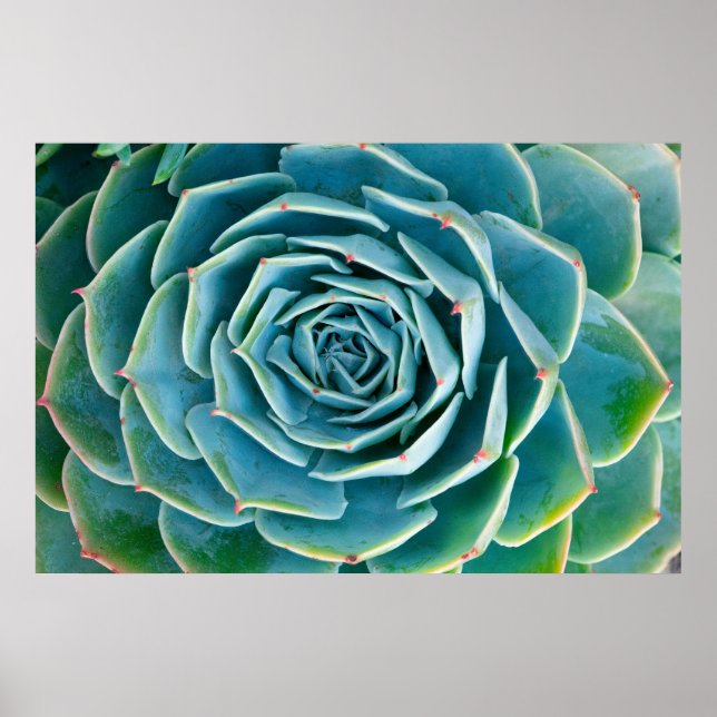 Echeveria-Rosette, Geheimgarten von Marrakesch Poster (Vorne)