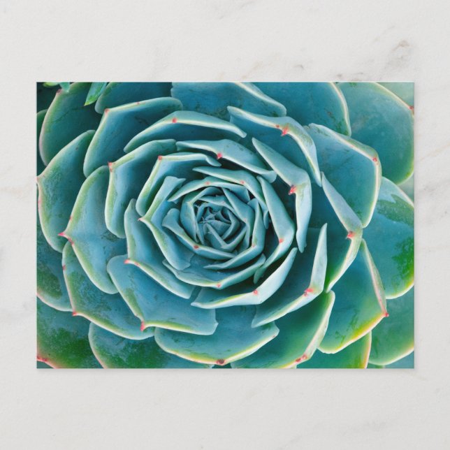 Echeveria-Rosette, Geheimgarten von Marrakesch Postkarte (Vorderseite)