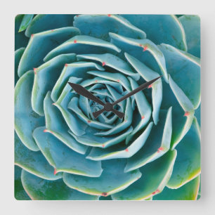 Echeveria-Rosette, Geheimgarten von Marrakesch Quadratische Wanduhr