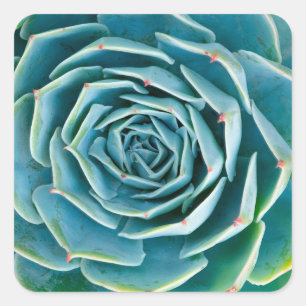 Echeveria-Rosette, Geheimgarten von Marrakesch Quadratischer Aufkleber