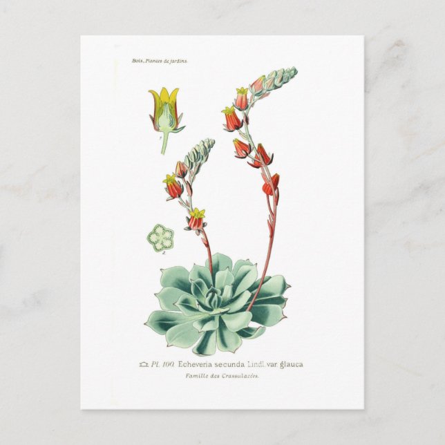 Echeveria secunda postkarte (Vorderseite)