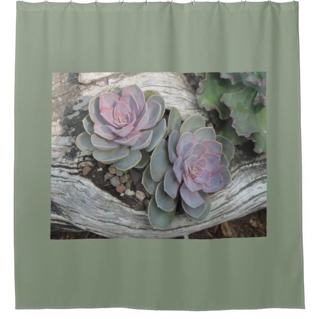 Echeveria Succulent Duschvorhang (Vorderseite)