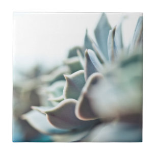 Echeveria Succulent Fliese