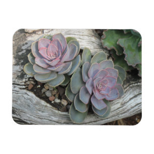 Echeveria Succulent Magnet