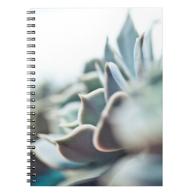 Echeveria Succulent Notizblock (Vorderseite)