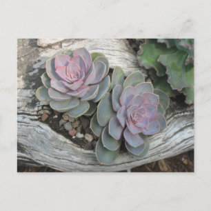Echeveria Succulent Postcard Postkarte