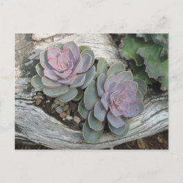 Echeveria Succulent Postcard Postkarte