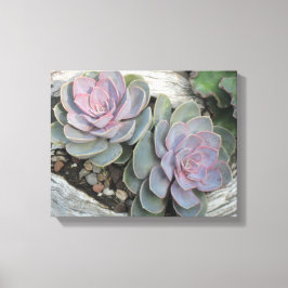 Echeveria Succulent Wrapped Canvas Leinwanddruck
