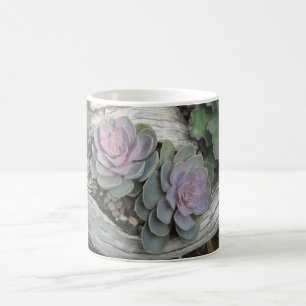 Echeveria Sukkuläre Tasse