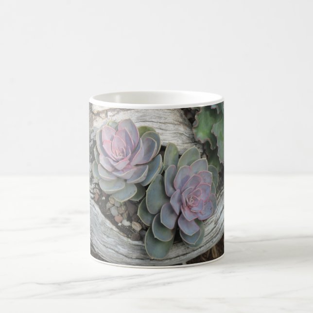Echeveria Sukkuläre Tasse (Mittel)