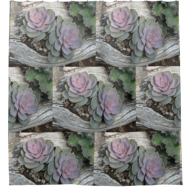 Echeveria Sukkuläres Muster Duschvorhang (Vorderseite)