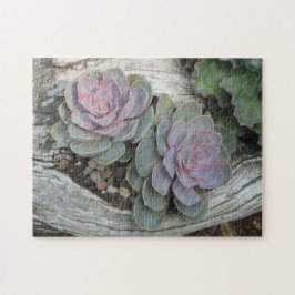 Echeveria Sukkulentes Puzzle