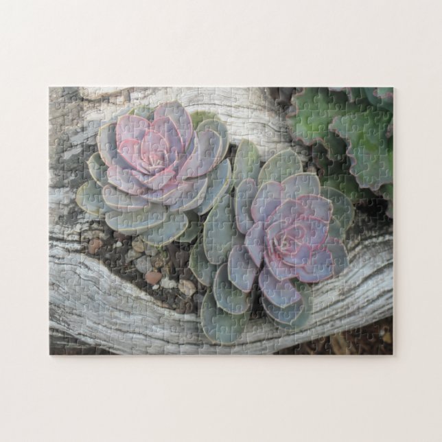 Echeveria Sukkulentes Puzzle (Horizontal)