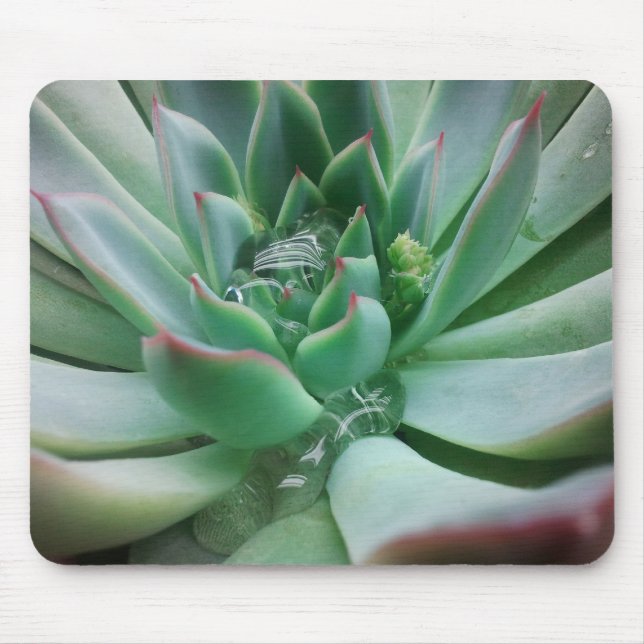 Echeveria "Tippy Mousepad (Vorne)