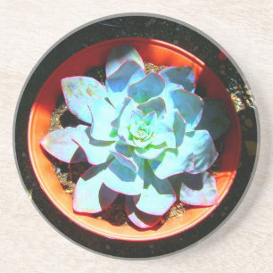 Echeveria Wüsten-PflanzeSucculent Sandstein Untersetzer