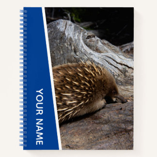 Echidna Australia Niedlich Spiky Animal, Blue Notizbuch