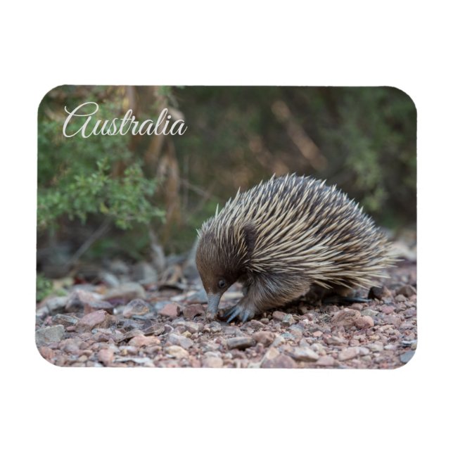Echidna, Australien Magnet (Horizontal)