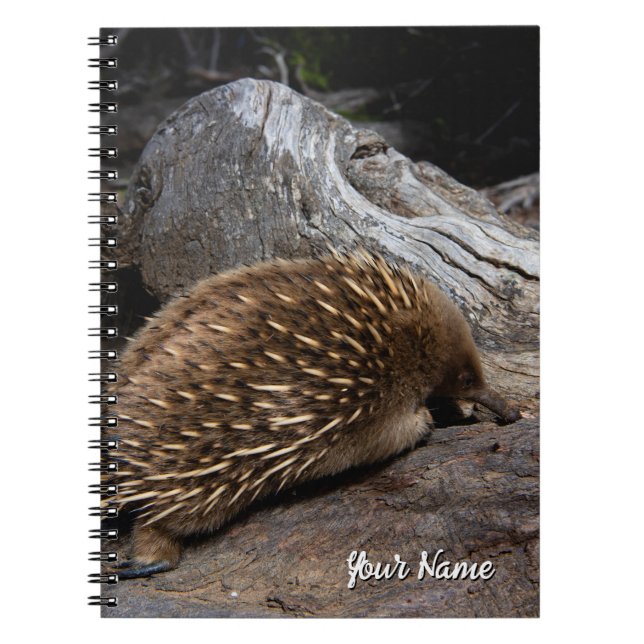 Echidna Australien Notizblock (Vorderseite)