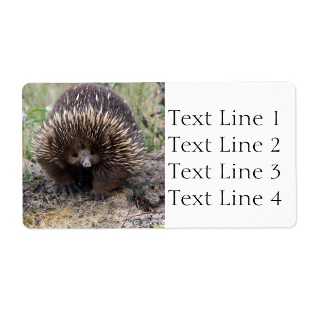 Echidna oder Spiny Anteater Australien (Vorne)