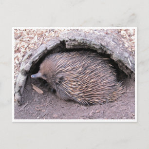 echidna postkarte