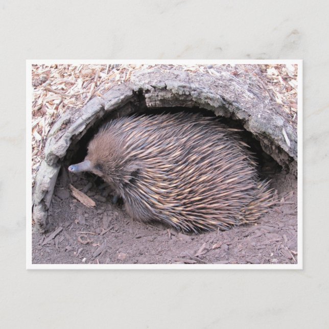 echidna postkarte (Vorderseite)