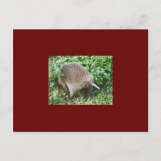 ECHIDNA POSTKARTE