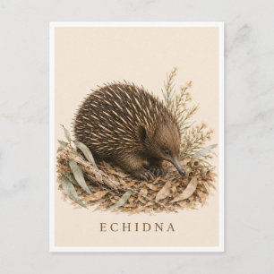 Echidna-Postkarte Bush Edition Postkarte