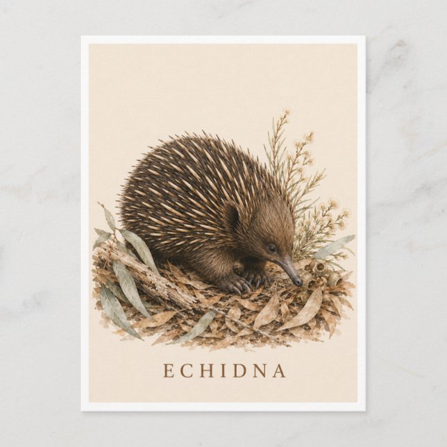 Echidna-Postkarte | Bush Edition Postkarte (Vorderseite)