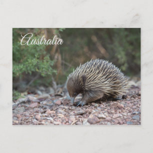 Echidna, Spiny Anteater, Australien Postkarte
