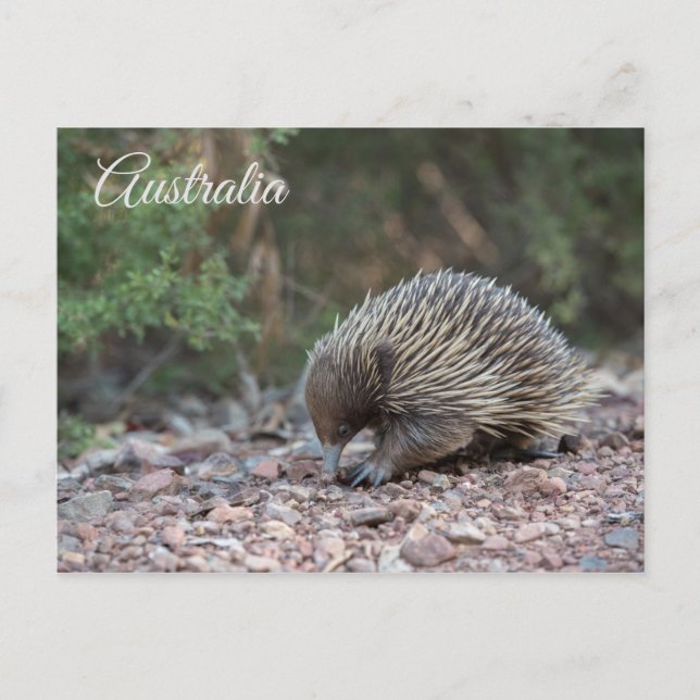 Echidna, Spiny Anteater, Australien Postkarte (Vorderseite)