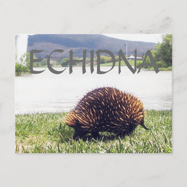 ECHIDNA-Tierart personalisieren Postkarte (Vorderseite)