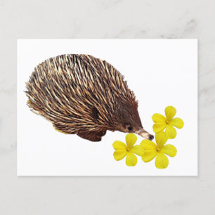Echidna und Frangipani Postcard Postkarte