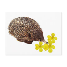 Echidna und Frangipani Postcard