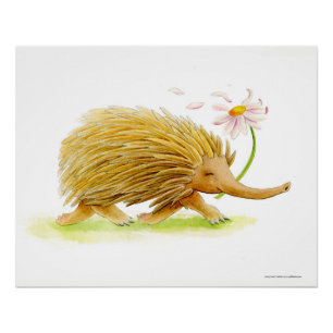 Echidna Wassercolor-Poster Poster