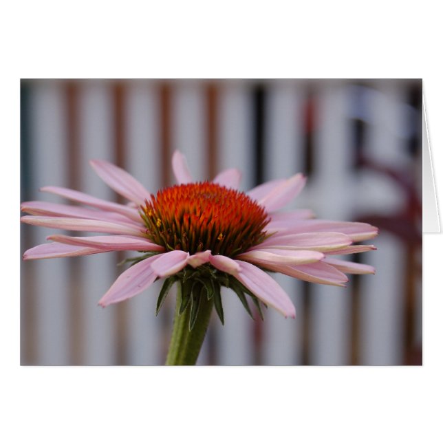 Echinacea (Vorderseite (Horizontal))