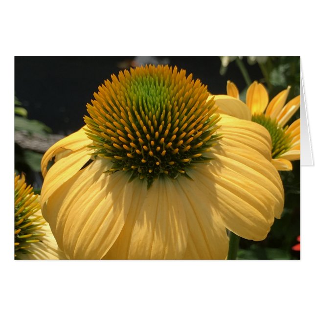 Echinacea (Vorderseite (Horizontal))