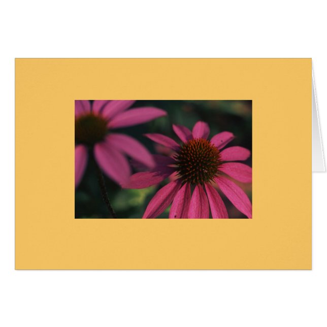 "Echinacea #3 " (Vorderseite (Horizontal))
