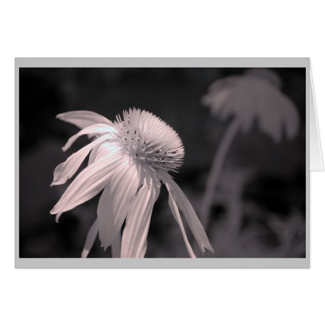 Echinacea Blooms (Vorderseite (Horizontal))