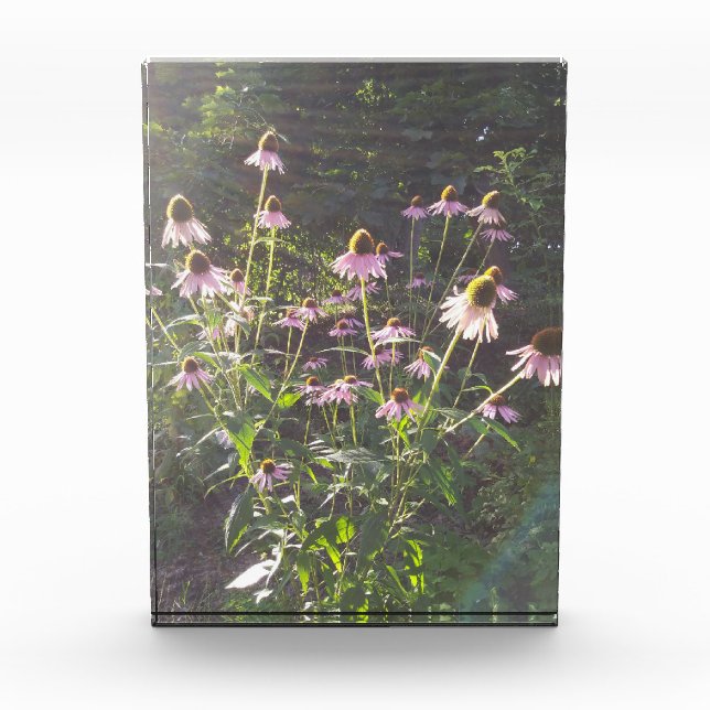Echinacea-Blume in der Sonne Fotoblock (Vorderseite)