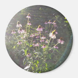 Echinacea-Blume in der Sonne Magnet