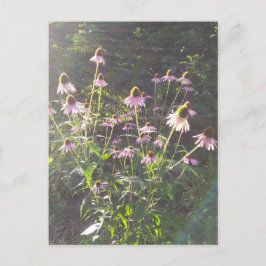 Echinacea-Blume in der Sonne Postkarte