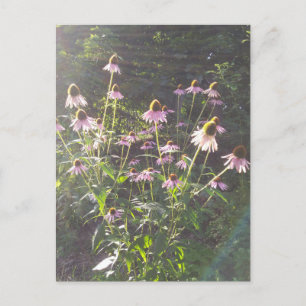 Echinacea-Blume in der Sonne Postkarte