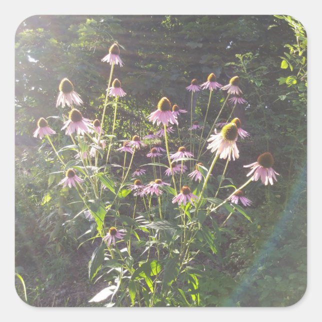 Echinacea-Blume in der Sonne Quadratischer Aufkleber (Vorderseite)